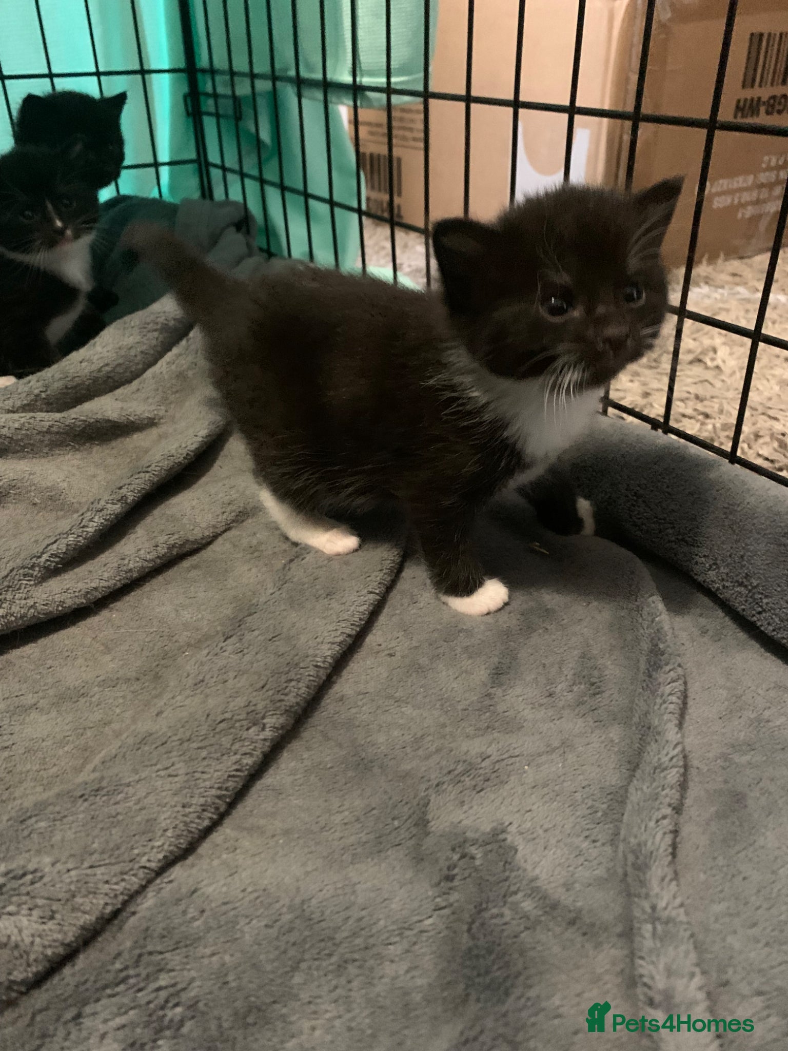 Mixed Breed cats for sale: beautiful kittens - Advert 10