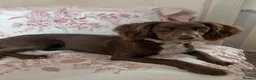 Sprocker dogs for sale: Beautiful Sprocker Puppies For Sale  - Advert 3