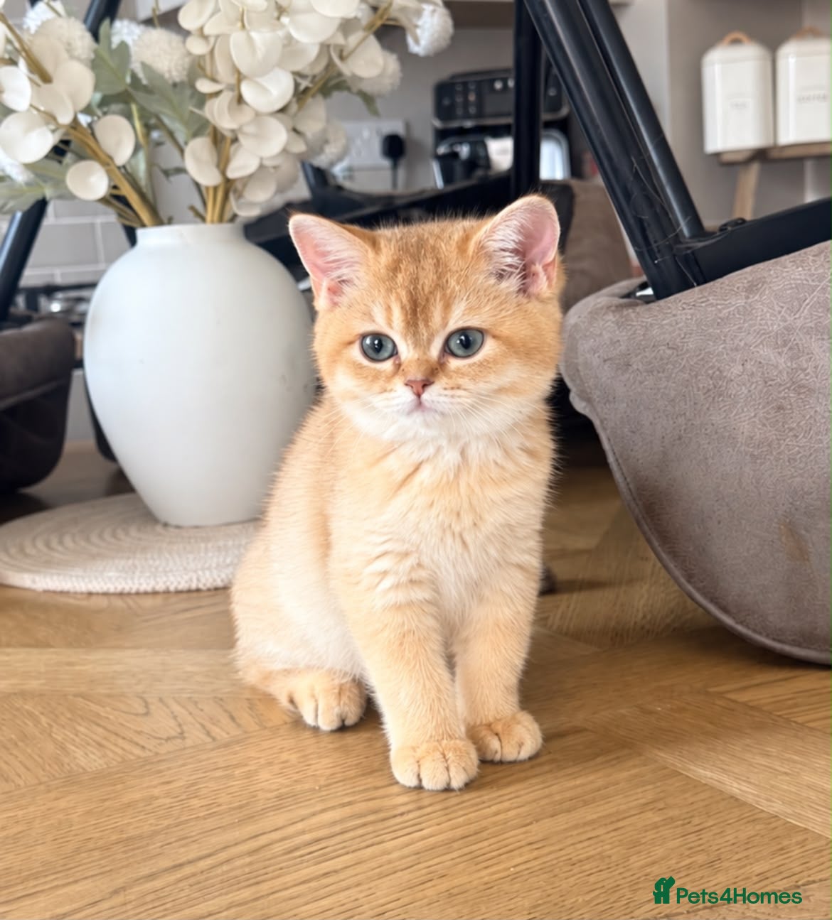 British Shorthair cats Active chocolate gold girl  - Advert 2