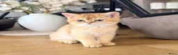 British Shorthair cats for sale: Active chocolate gold girl  - Advert 2