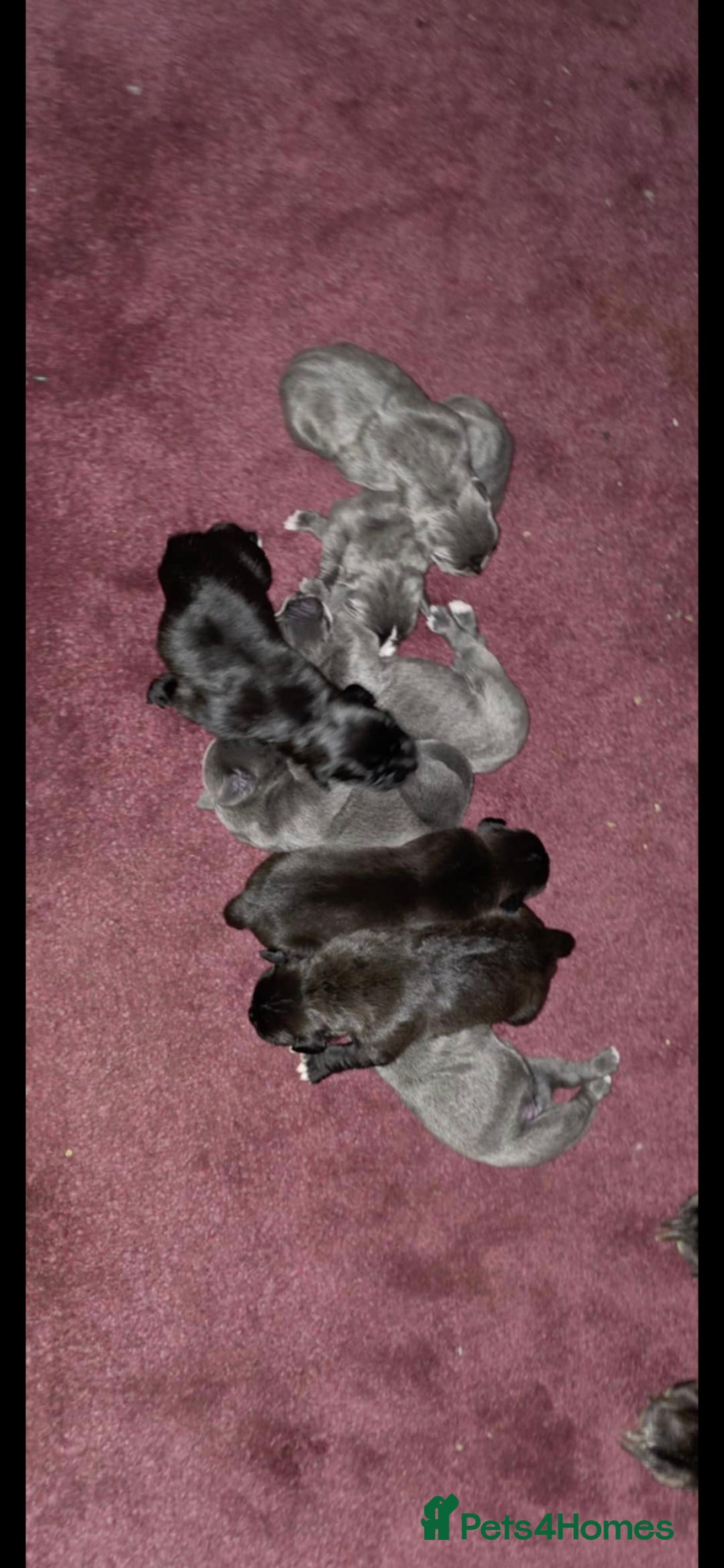 Cane Corso dogs for sale: Cane corso pups - Image 11