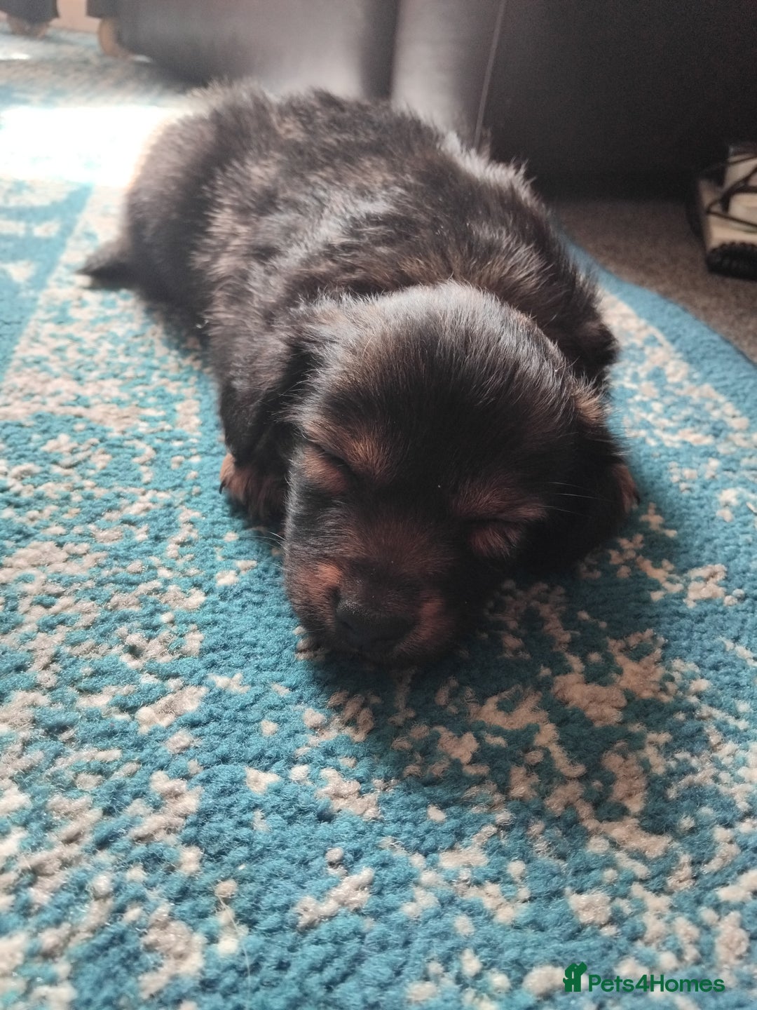 Mixed Breed dogs for sale: Lovely little jackapom puppies  - Image 9