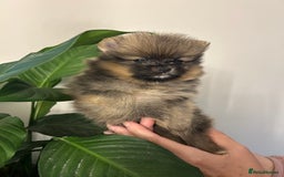 Pomeranian dogs for sale: Kc reg. Show quality 3 Pomeranian girls - Image 6
