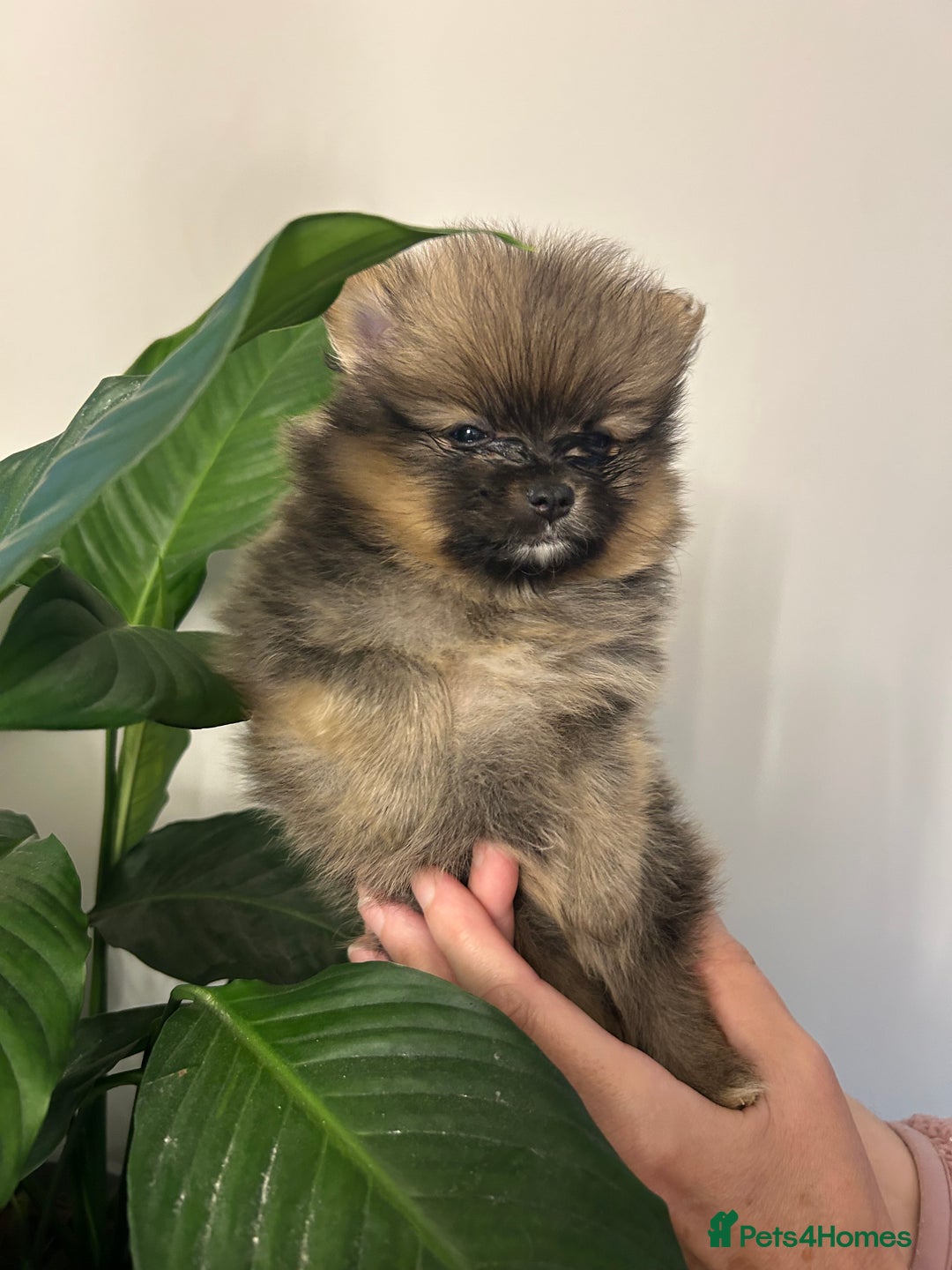 Pomeranian dogs for sale: Kc reg. Show quality 3 Pomeranian girls - Image 6