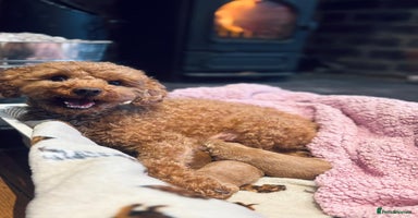 Toy Poodle dogs KC Registered Toy Poodles - Advert 5