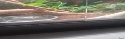 Corn Snake reptiles for sale: Corn snake  in Peterborough - Advert 2