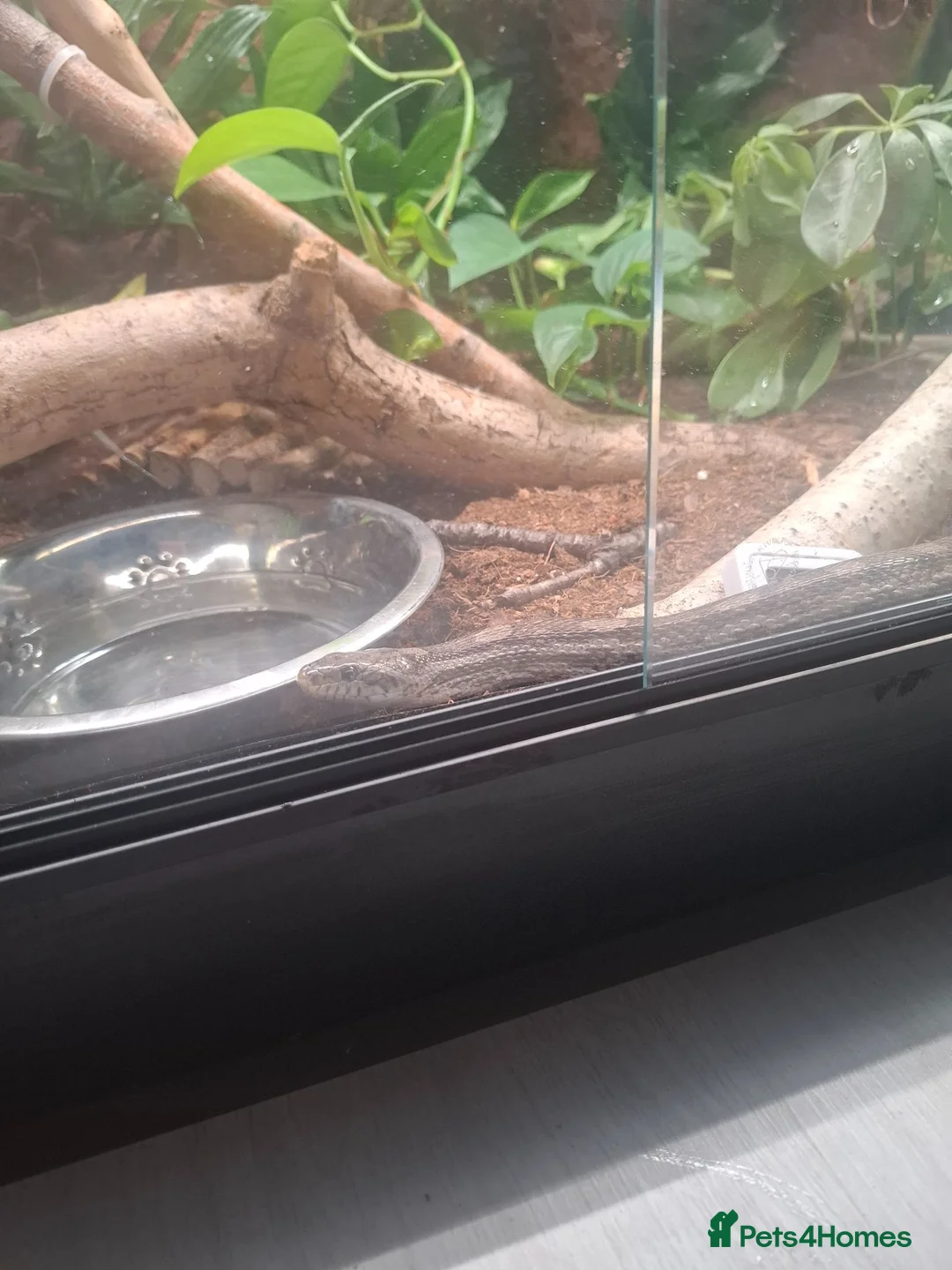 Corn Snake reptiles for sale: Corn snake  in Peterborough - Advert 2