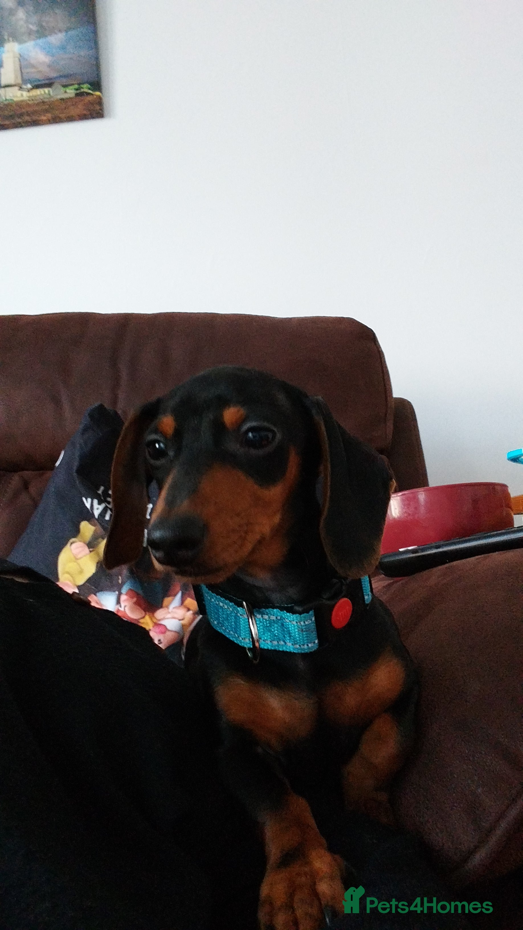 Dachshund dogs 20 week Puppy For Sale  - Advert 2