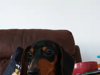 Dachshund dogs 20 week Puppy For Sale - Advert 17