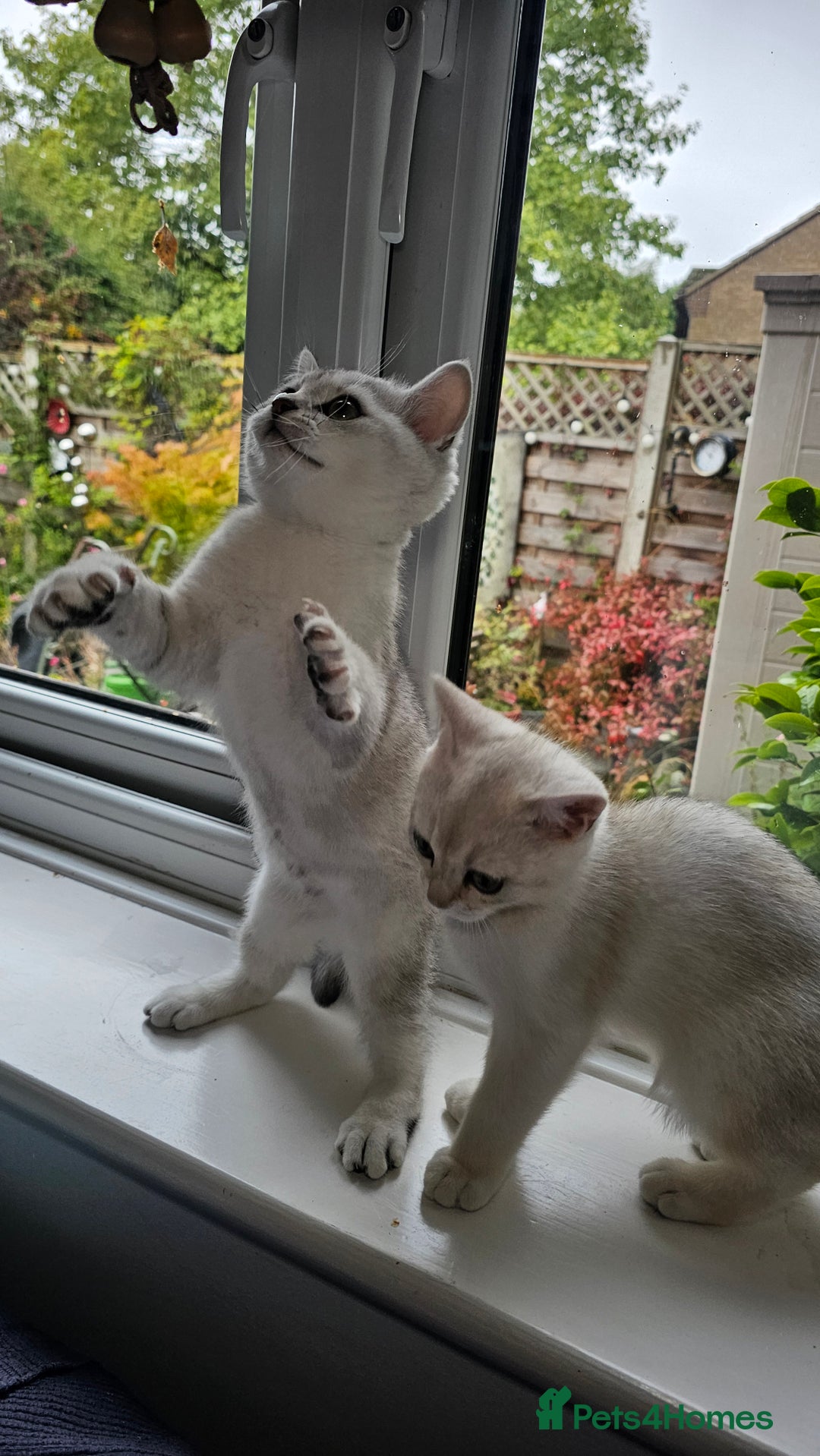 British Shorthair cats for sale: British Shorthair Kittens – Golden & Silver Shaded - Image 9