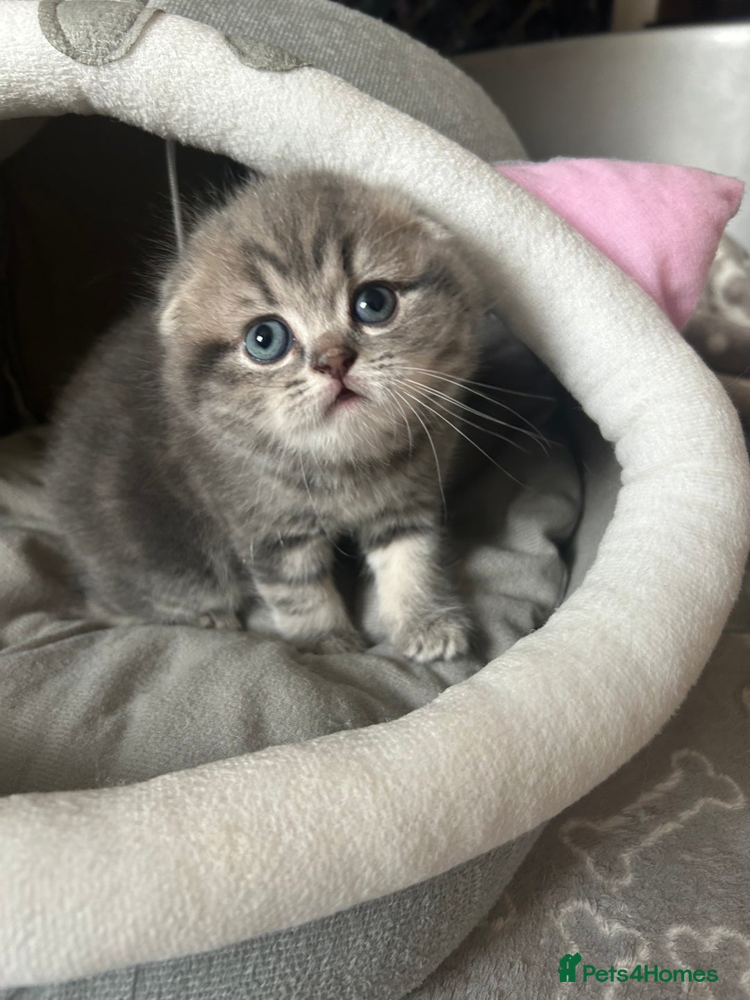 Scottish Fold cats for sale: Pure breed SCOTTISH FOLD - Image 17