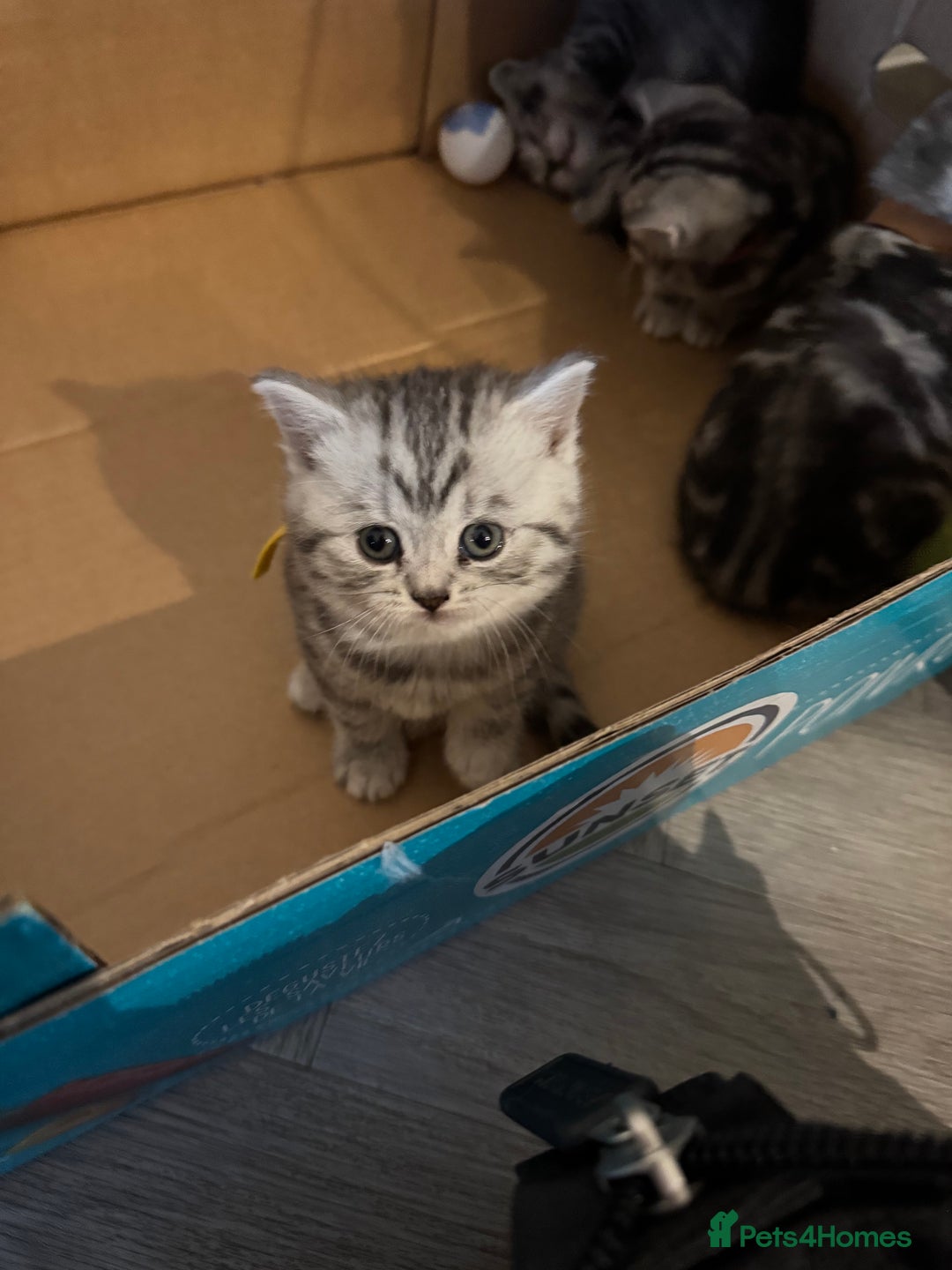 British Shorthair cats for sale: GCCF REGISTERED SILVER TABBY & SPOTTED BSH KITTENS - Advert 14
