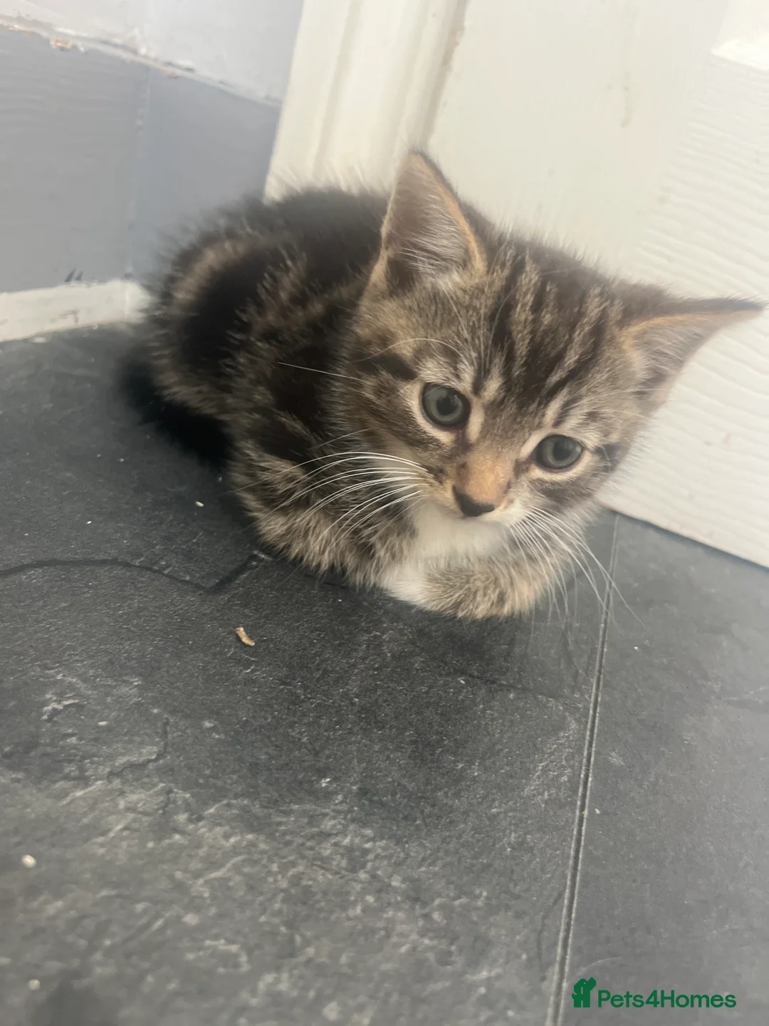 British Longhair cats for sale: Tabby kitten  in Westcliff-on-Sea - Advert 2