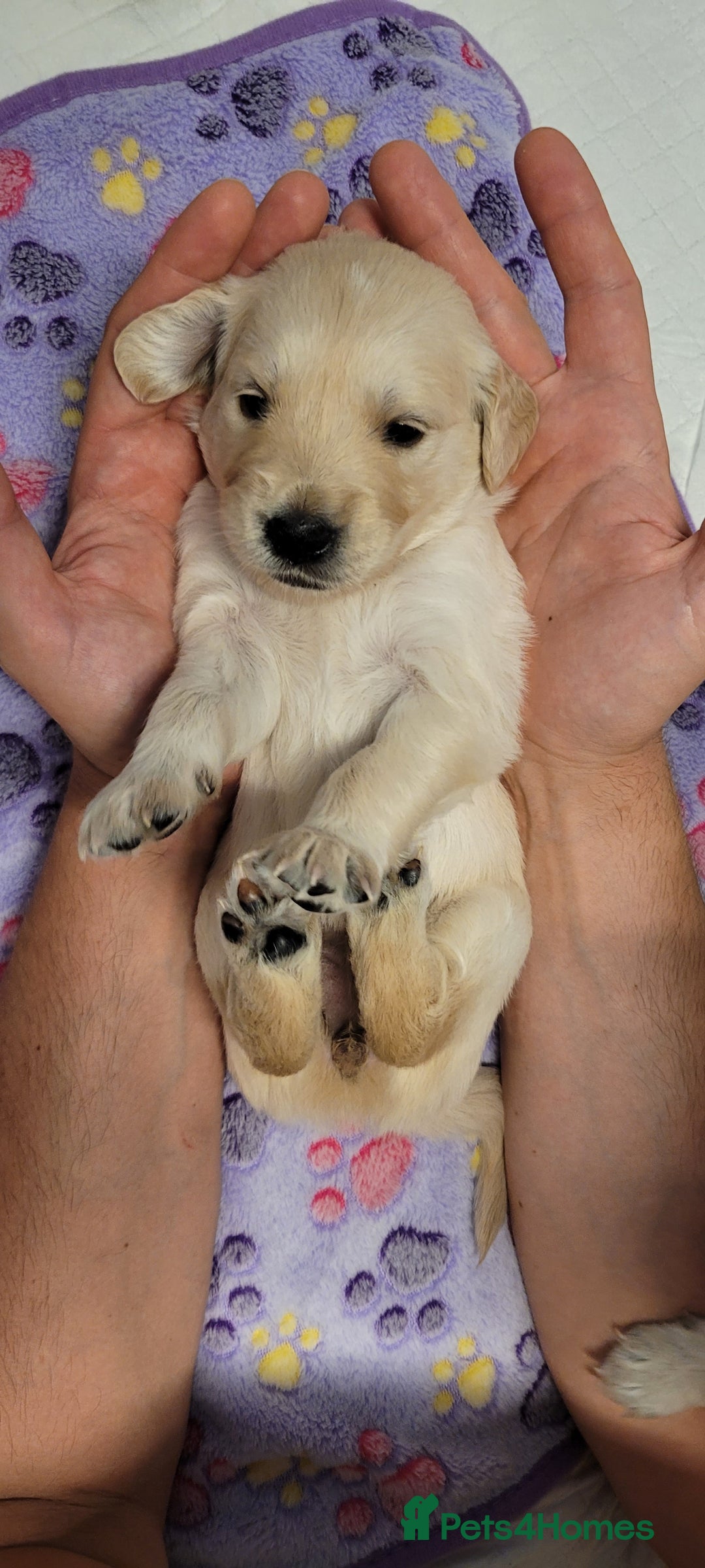 Golden Retriever dogs for sale: Stunning Golden Retriever puppies  - Image 38