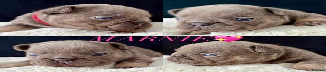 French Bulldog Puppy 4