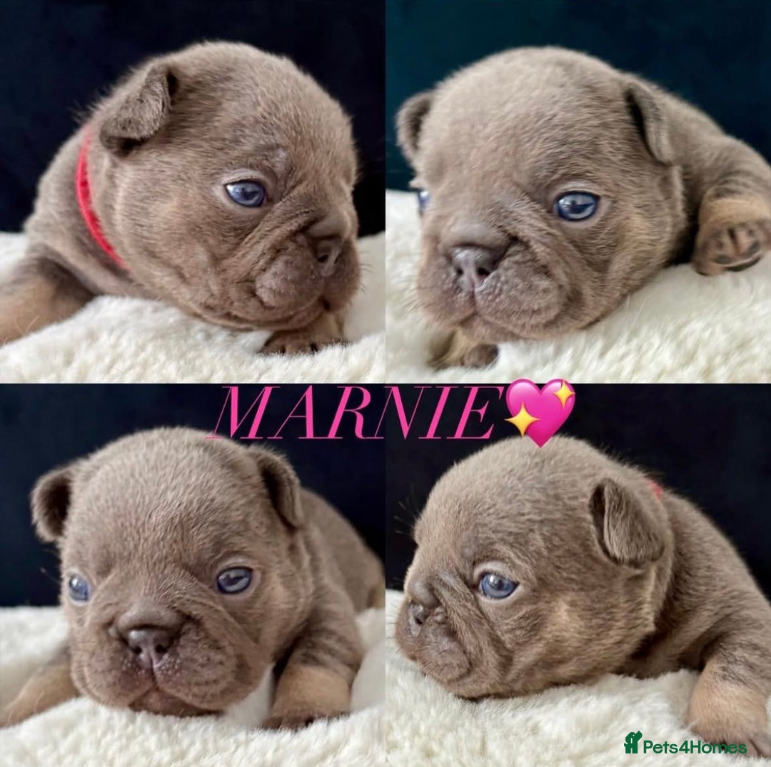 French Bulldog dogs for sale: QUALITY HOME BRED FRENCH BULLDOG PUPPIES - Image 5