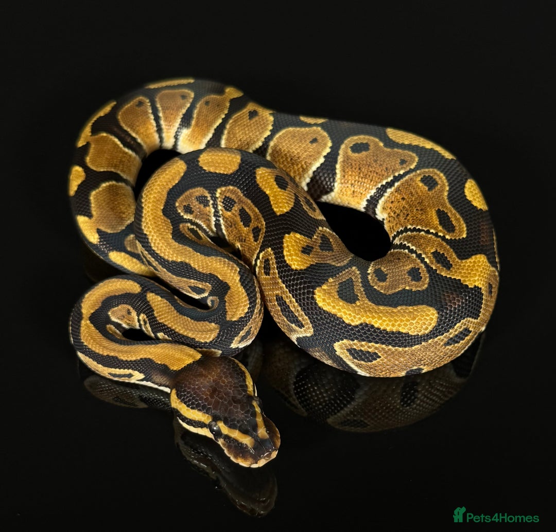 Python Snake reptiles for sale: Royal pythons  - Image 24