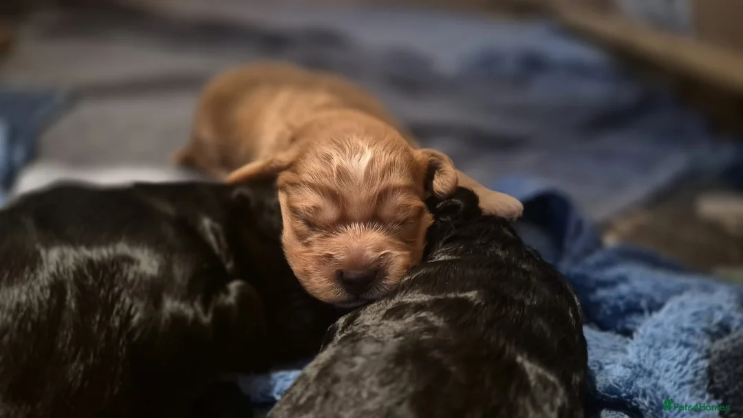 Mixed Breed dogs for sale: Beautiful Cava-Cockapoo puppies…. - Advert 2