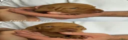 Hungarian Vizsla dogs for sale: KC Registered Hungarian Viszla litter  - Advert 17