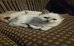Ragdoll cats for sale: Ragdoll Kitten – Ready to Go 💕 💕 💕 - Image 1