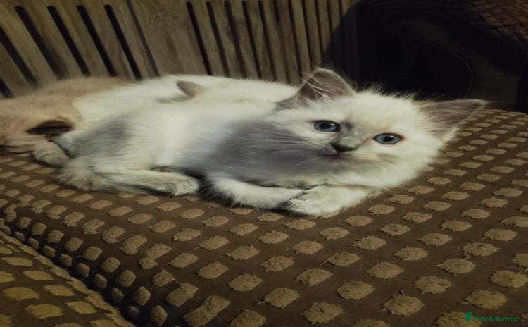 Ragdoll cats - Advert 6