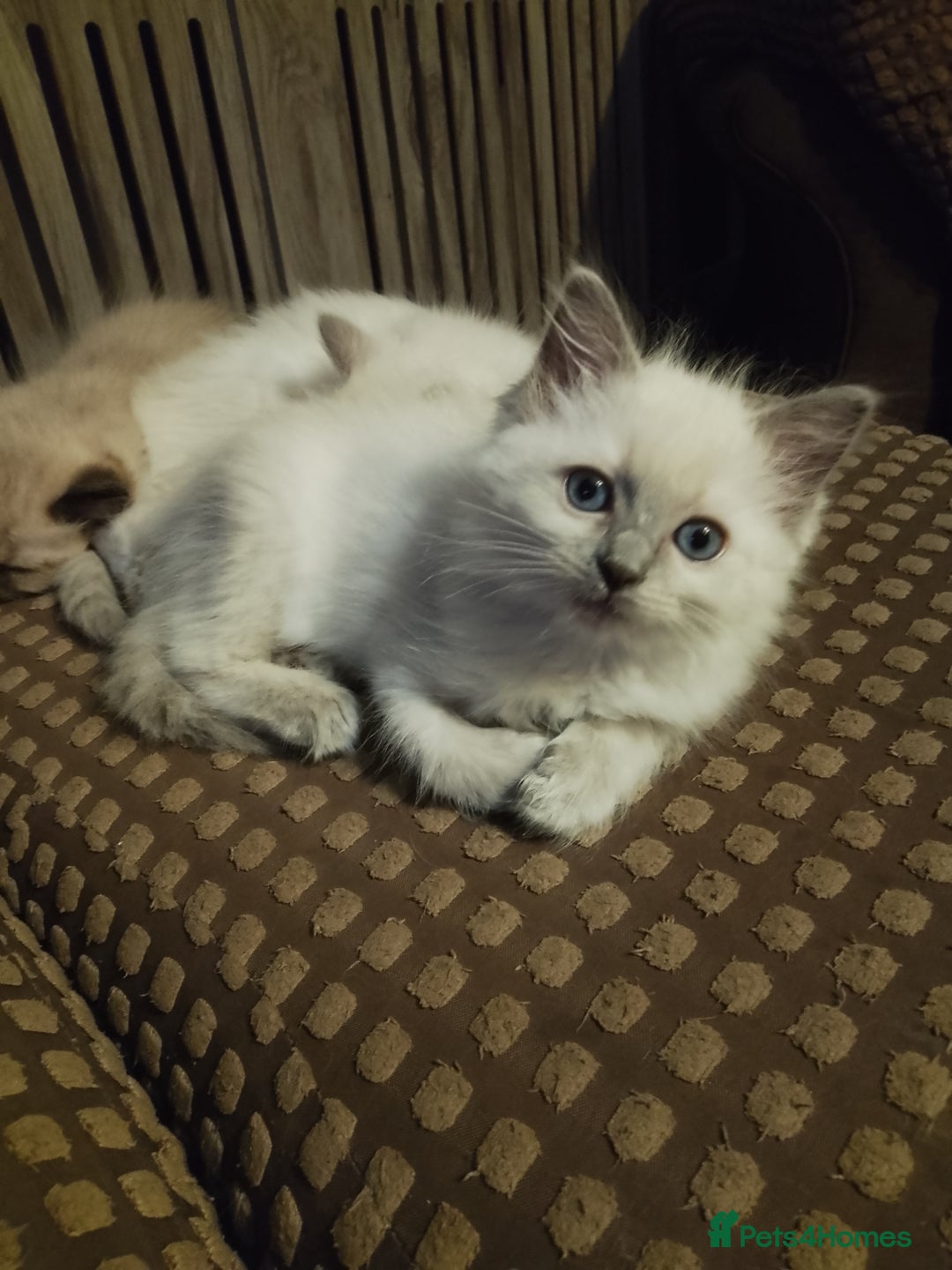 Ragdoll cats for sale: Ragdoll Kitten – Ready to Go 💕 💕 💕 - Image 1