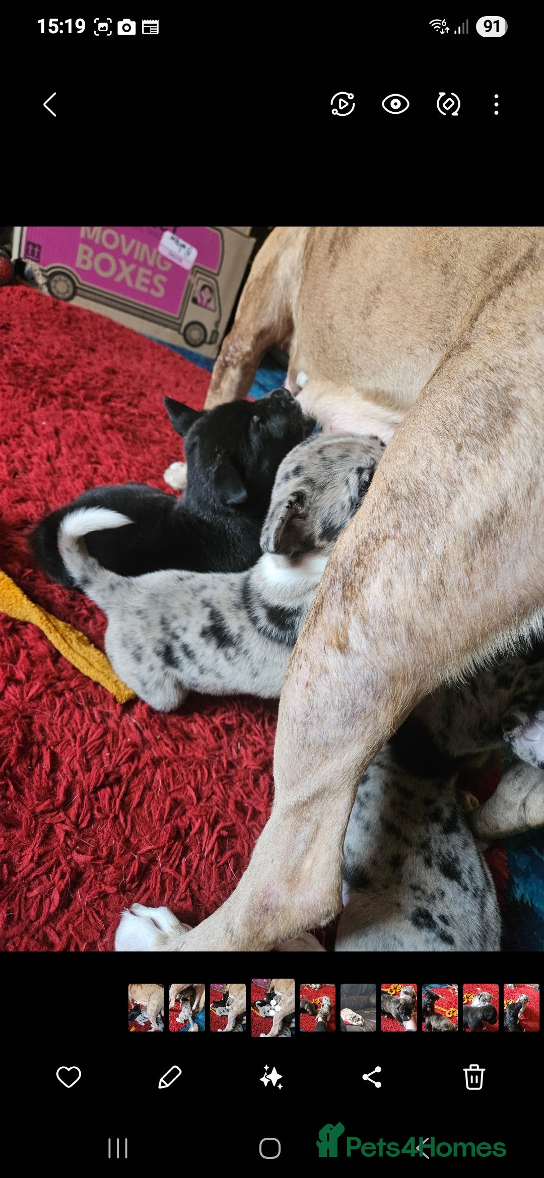 Mixed Breed dogs for sale: alapaha bull dog x  akita  - Image 11