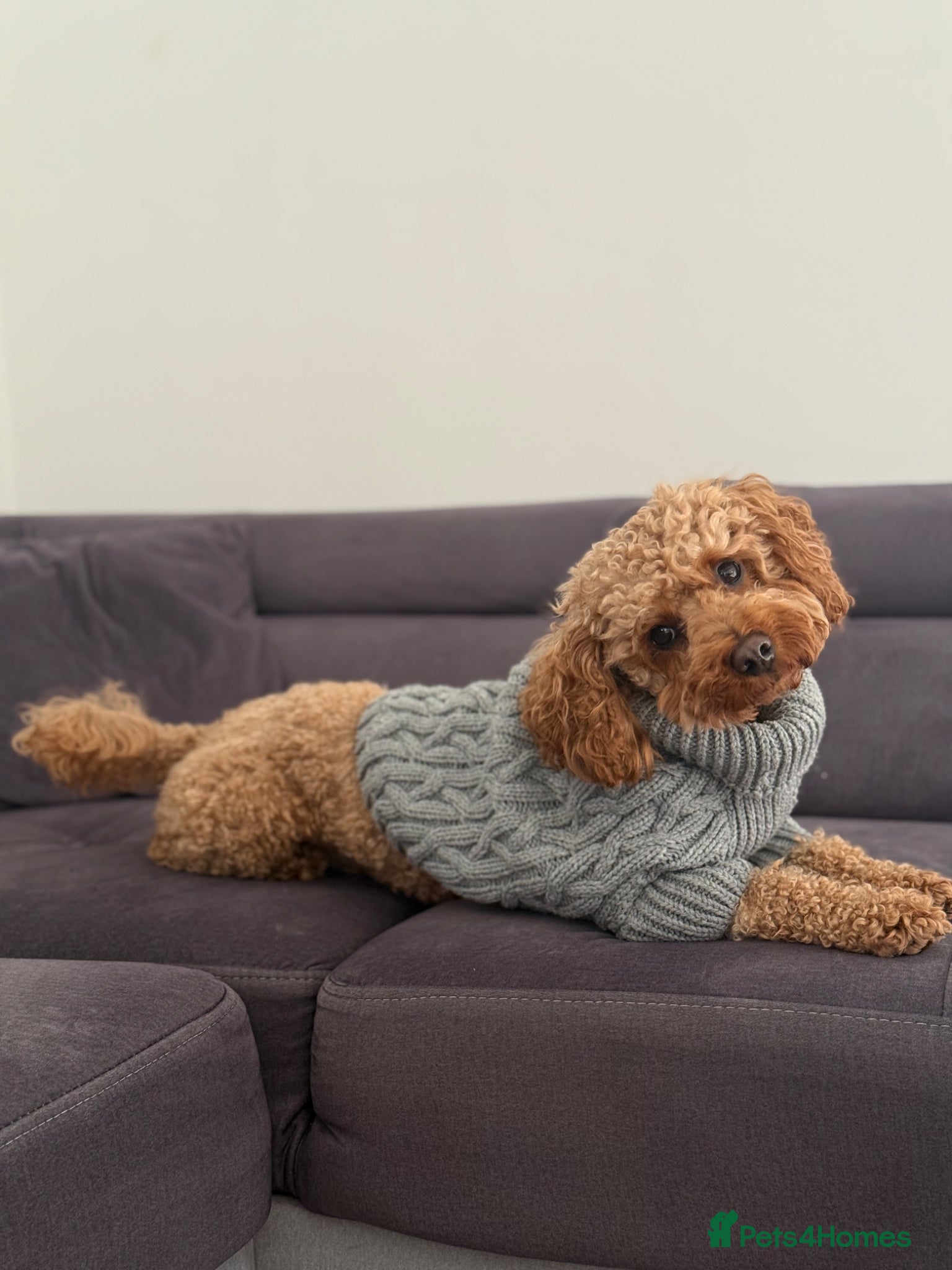 Poochon dogs Poochon Stud - Advert 1