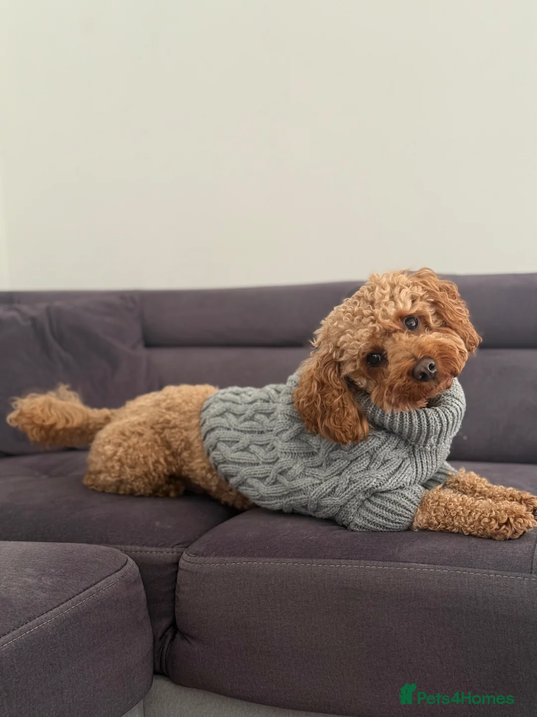 Poochon dogs for stud: Poochon Stud in Hatfield - Advert 1