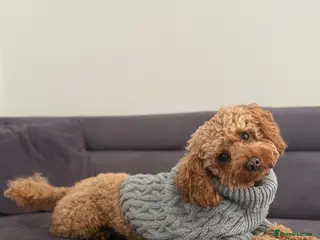 Poochon dogs Poochon Stud - Advert 1