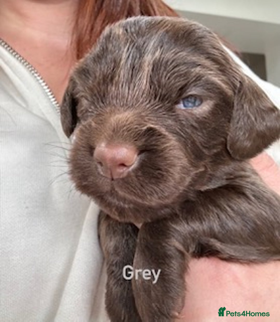 Cocker Spaniel dogs for sale: Chocolate Cocker Spaniel’s  in Crook - Image 6