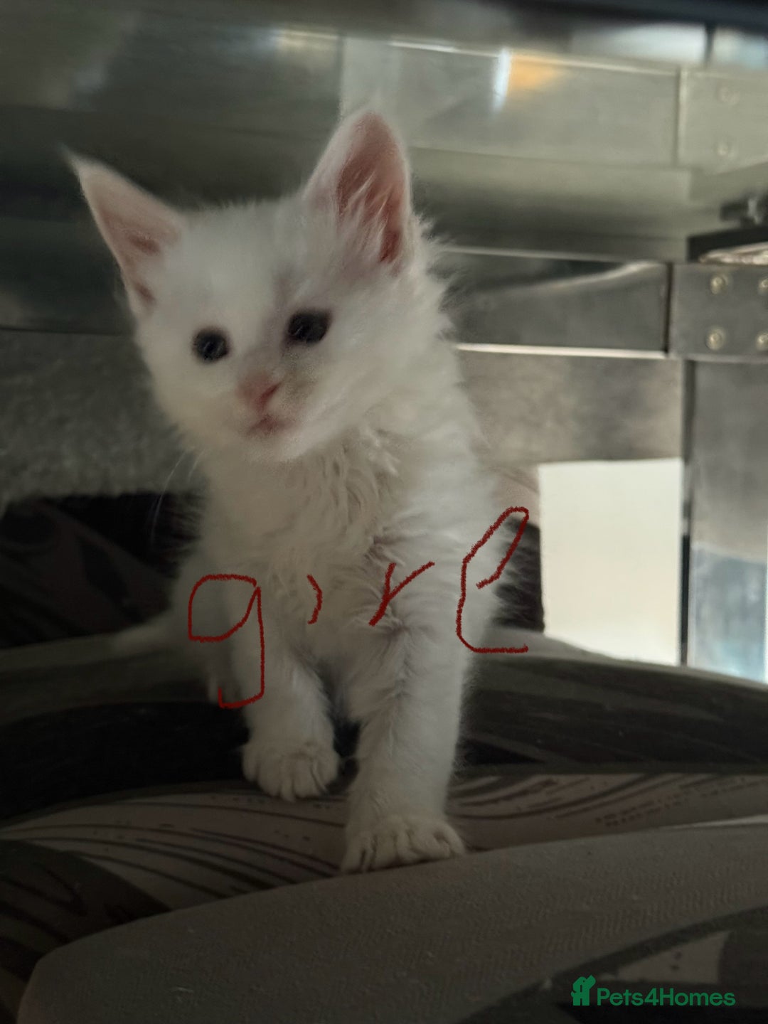 Maine Coon cats for sale: 6 beautiful angels - Image 3