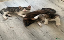 British Shorthair cats for sale: Ready for love - Image 6