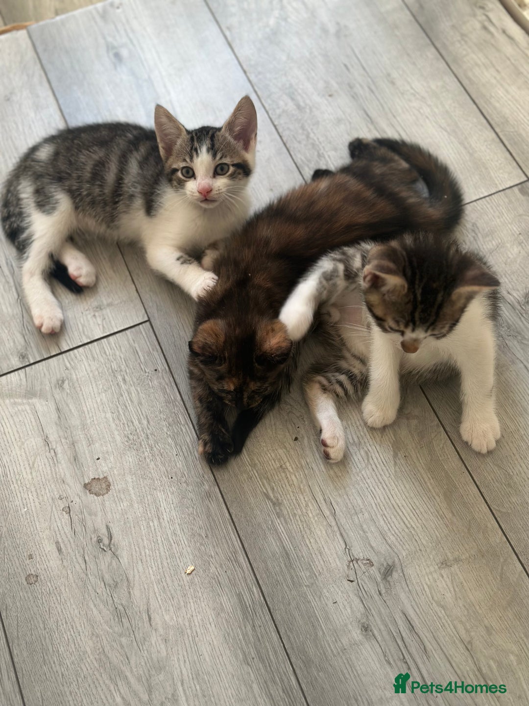 British Shorthair cats for sale: Ready for love - Image 6