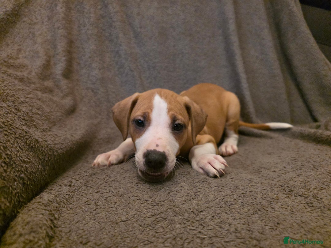 Mixed Breed dogs for sale: Italian Greyhound x Bull Greyhound Puppies - Advert 7