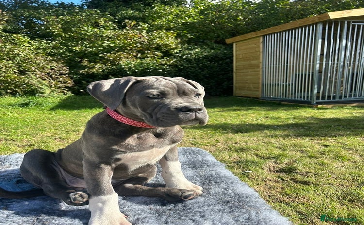 Mixed Breed dogs - Advert 1