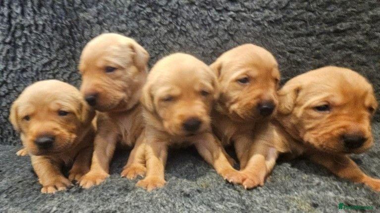 Labrador Retriever dogs Stunning Red Fox Labs-Health checked, KC Reg, FTCH - Advert 18
