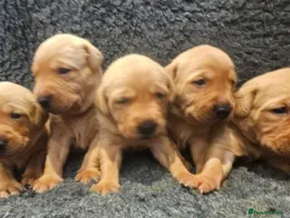 Labrador Retriever dogs Stunning Red Fox Labs-Health checked, KC Reg, FTCH - Advert 18