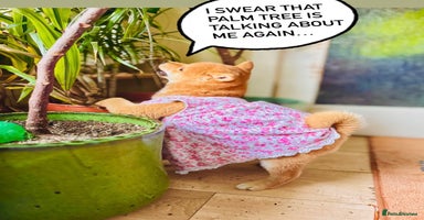 Japanese Shiba Inu dogs - Advert 6