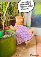 Japanese Shiba Inu dogs - Advert 7