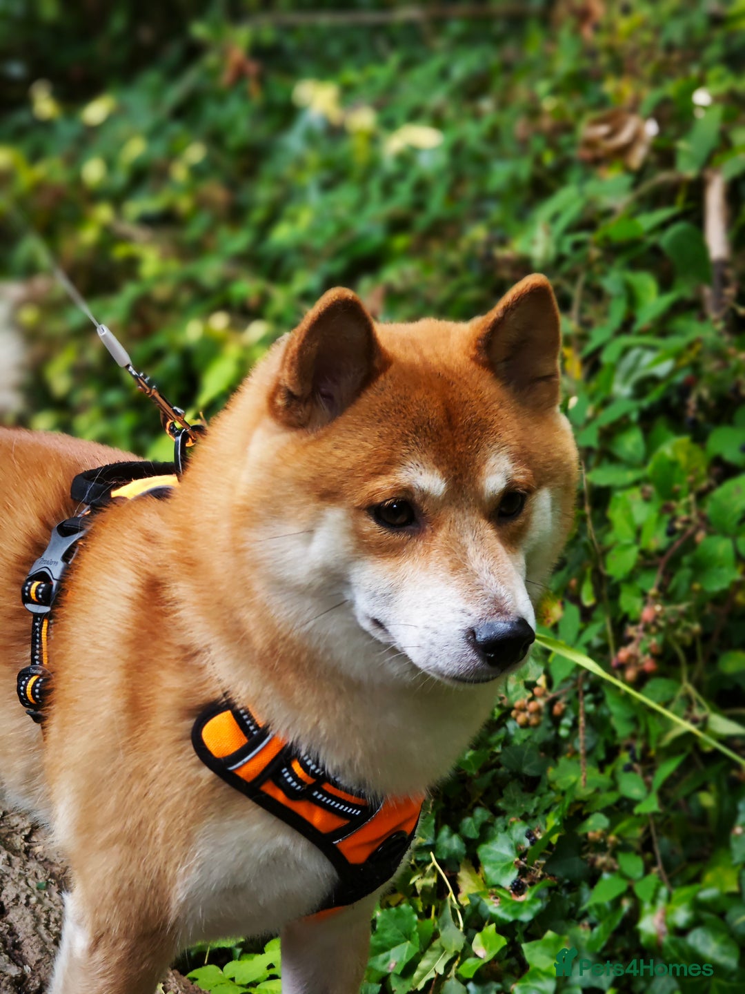 Japanese Shiba Inu dogs for stud: KC Registered Shiba Inu Stud Dog in Newcastle upon Tyne - Image 1