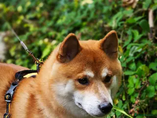 Japanese Shiba Inu dogs KC Registered Shiba Inu Stud Dog in Newcastle upon Tyne - Advert 1