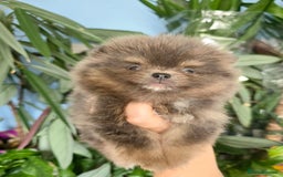 Pomeranian dogs for sale: True to type blue and chocolate boy - Image 7
