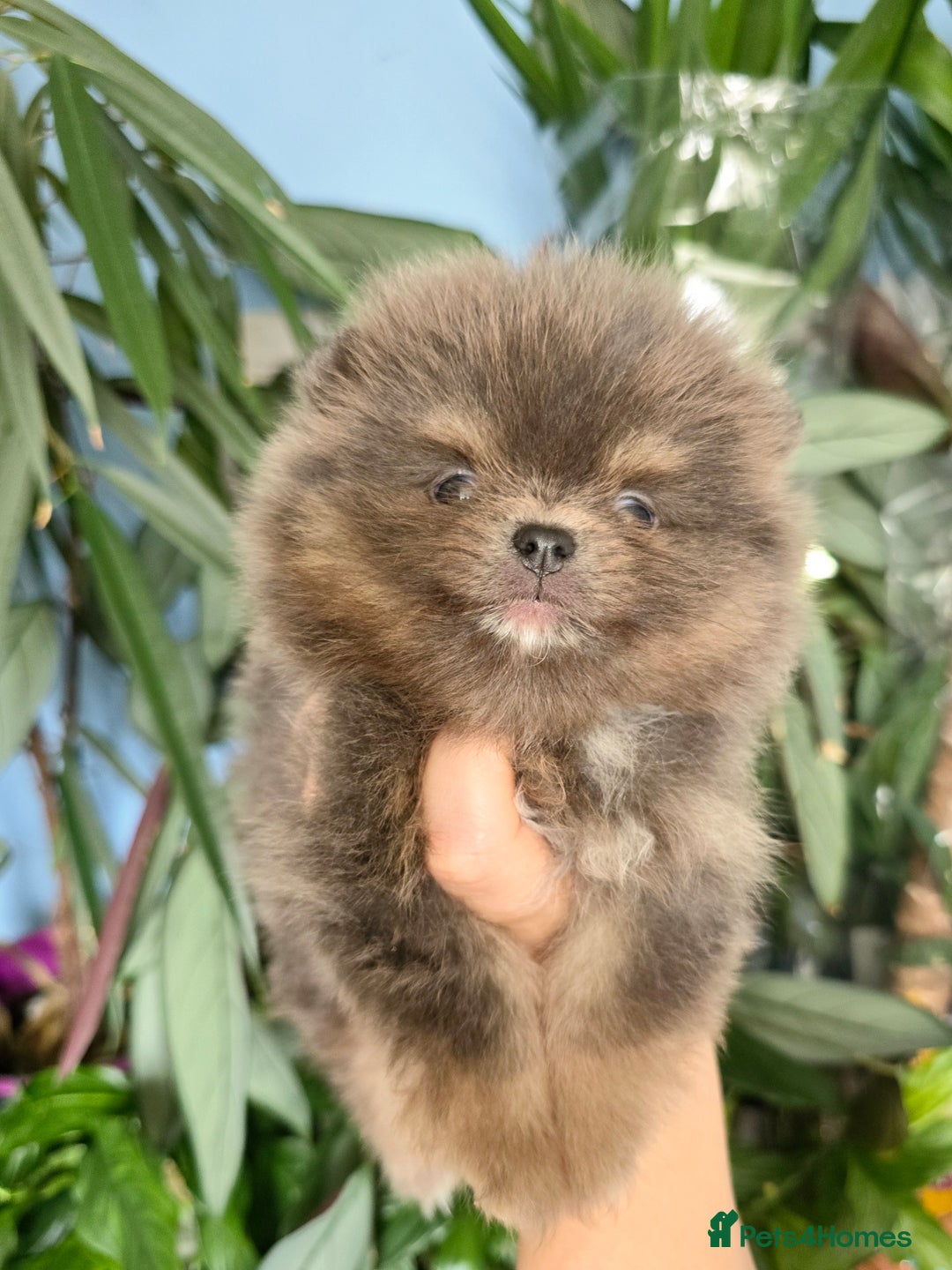 Pomeranian dogs for sale: True to type blue and chocolate boy - Image 7