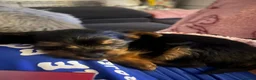 Yorkshire Terrier dogs for sale: Yorkshire terrier mini - Advert 11
