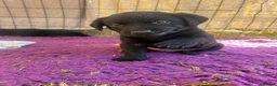 Labrador Retriever dogs for sale: 💙1 Boy Remaining💙 KC Reg Black Labradors 🐾 - Advert 18