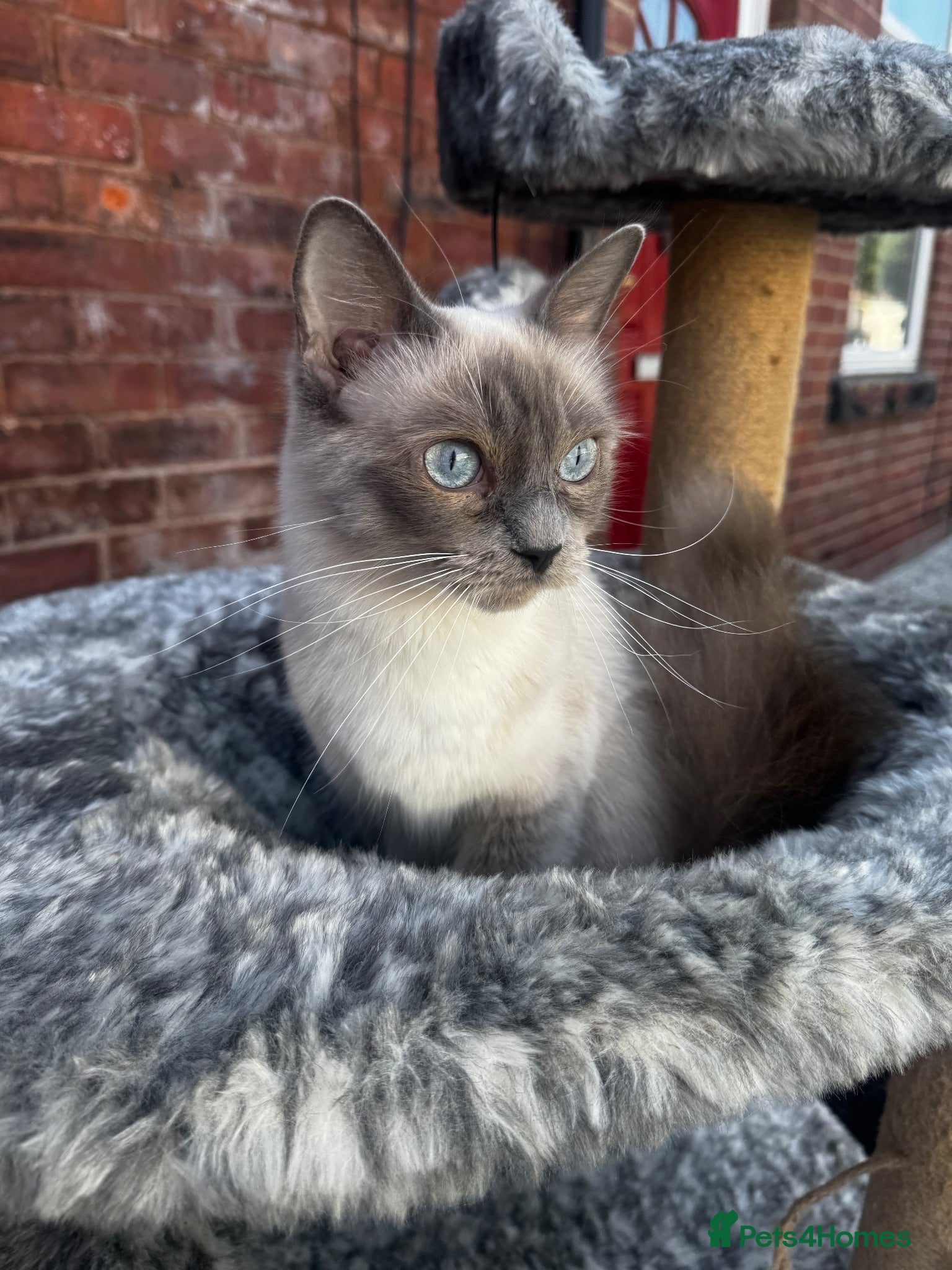 Ragdoll cats female ragdolls looking for homes  - Advert 11