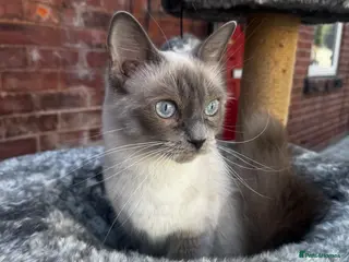 Ragdoll cats female ragdolls looking for homes - Advert 5
