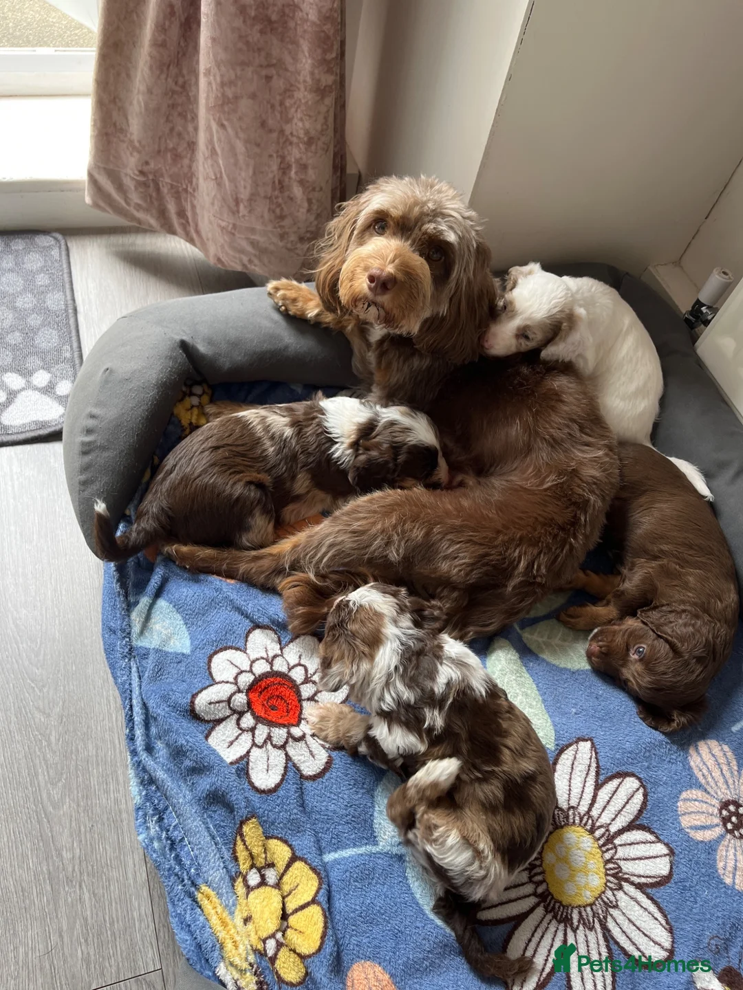 Cockapoo dogs for sale: Cockapoo f1b puppy’s  - Advert 4
