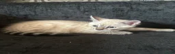 Bengal cats for sale: Snow White Charcoal Bengal Kittens  - Advert 7